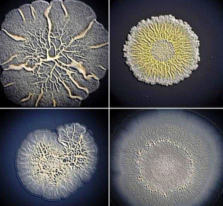 اكتشاف : البكتيريا كائنات اجتماعية مثل الانسان